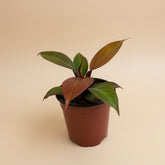 Rare Blood Luna Philodendron, known for its deep burgundy foliage and copper-toned new growth. An easy-care collector plant for indoor jungles.