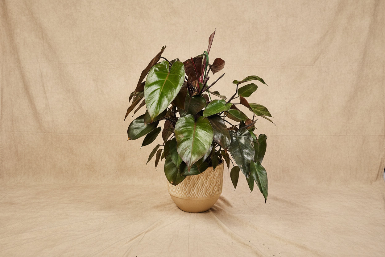 Rare Bloody Mary Philodendron with deep red stems and bold green foliage. A striking self-heading collector aroid prized for rich color.