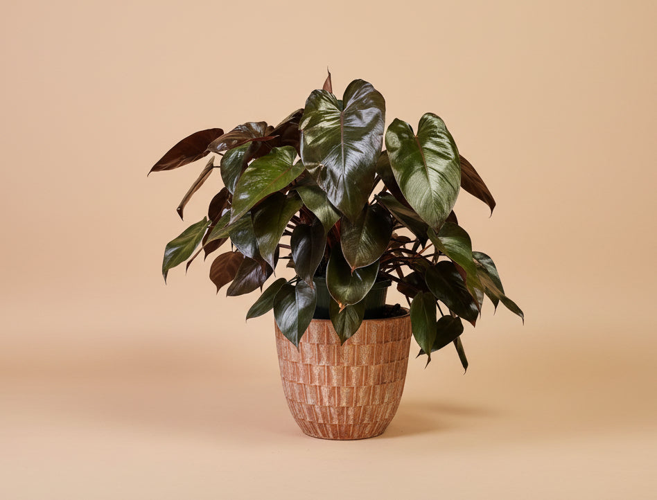 Rare Bloody Mary Philodendron with deep red stems and bold green foliage. A striking self-heading collector aroid prized for rich color.