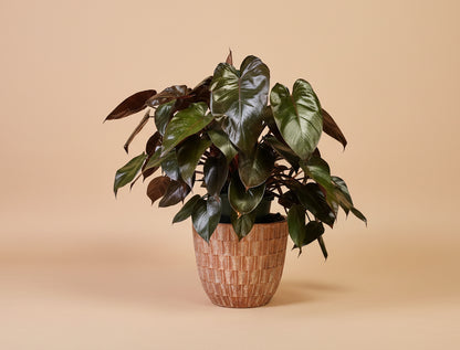 Rare Bloody Mary Philodendron with deep red stems and bold green foliage. A striking self-heading collector aroid prized for rich color.