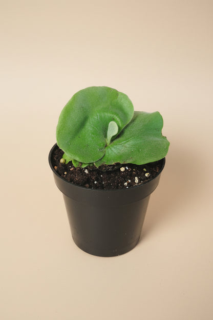 Rare Elephant Staghorn Fern with dramatic elephant-ear fronds. Unique mounted or potted houseplant for bright spaces and bold, sculptural plant styling.