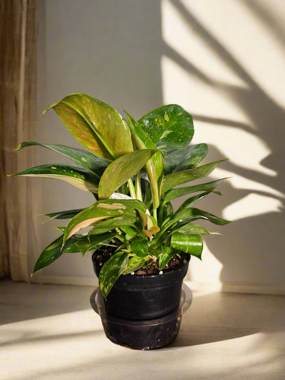 Philodendron &