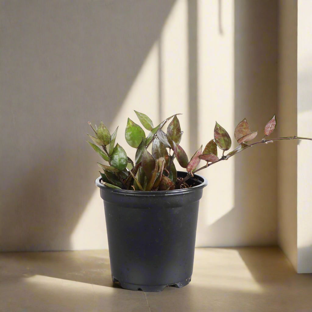 The Hoya Krohniana Black is a stunning, pet-safe houseplant with heart-shaped, waxy leaves that darken to a deep black hue as they mature. Its compact, trailing vines thrive in bright, indirect light, making it a perfect low-maintenance choice for any space. Ideal for plant lovers seeking a touch of exotic beauty.