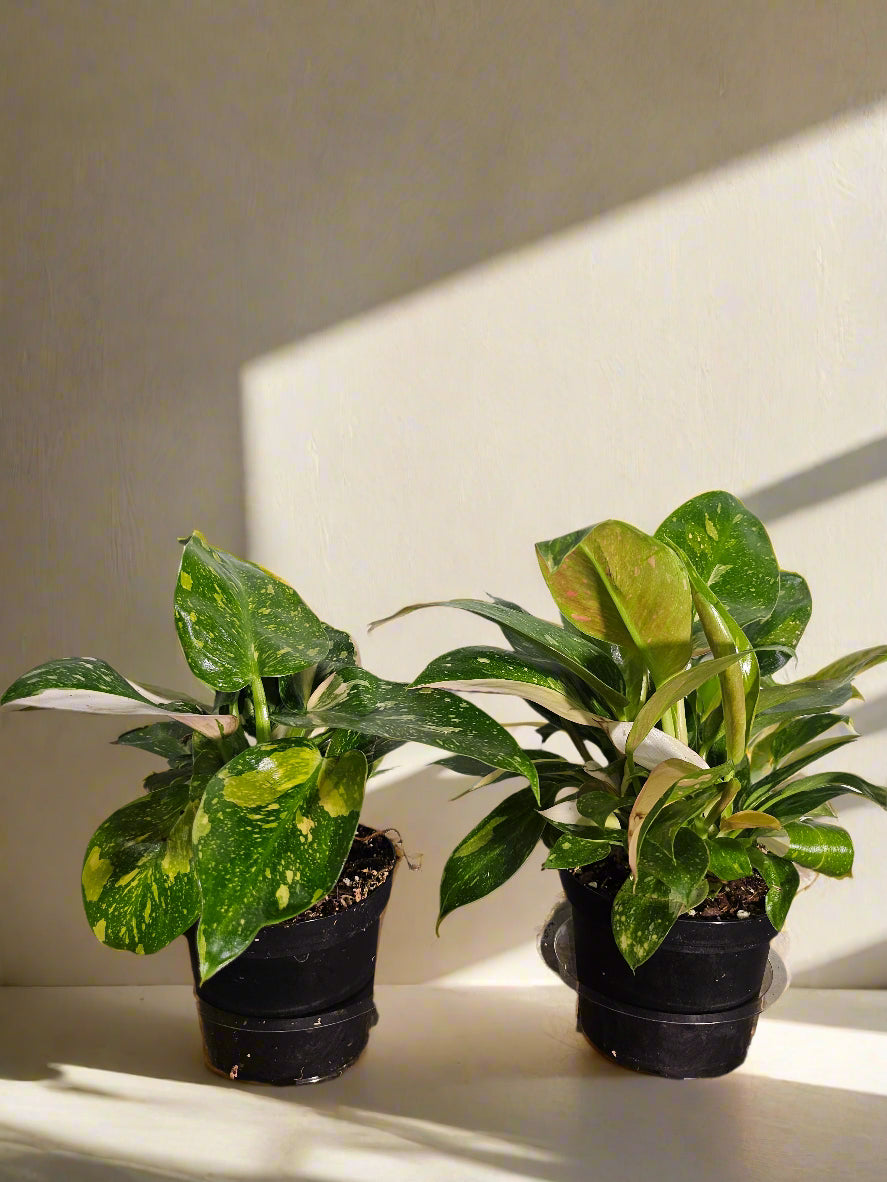 Philodendron &