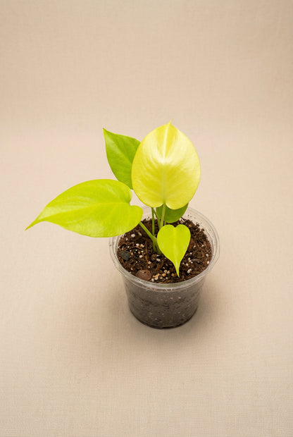 Rare Monstera Deliciosa Lemon Lime with vibrant lime, yellow, and green variegation. A stunning tropical aroid collector plant with iconic fenestrated leaves.