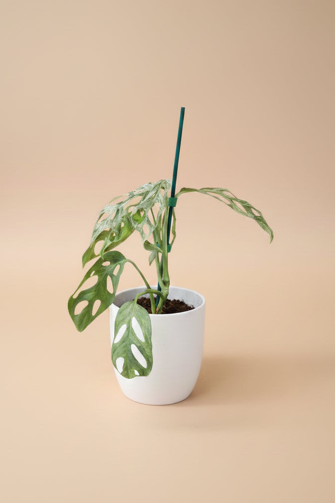Monstera adansonii Mint Variegated is a rare trailing plant with minty marbled leaves and iconic fenestrations—perfect for collectors and jungle-style decor.