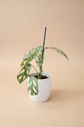 Monstera adansonii Mint Variegated is a rare trailing plant with minty marbled leaves and iconic fenestrations—perfect for collectors and jungle-style decor.