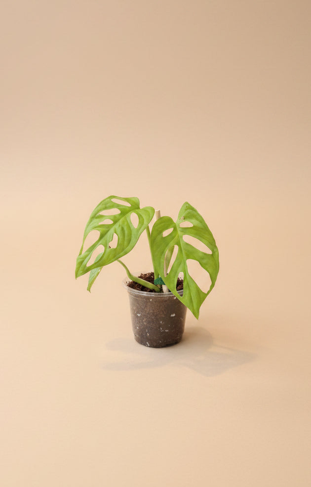 Monstera Adansonii ‘Neon’ features vibrant chartreuse leaves and iconic fenestrations, perfect as a trailing or climbing statement plant for bright indoor spaces.