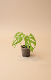 Monstera Adansonii ‘Neon’ features vibrant chartreuse leaves and iconic fenestrations, perfect as a trailing or climbing statement plant for bright indoor spaces.