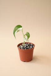 Rare Monstera Borsigiana Albo Variegata featuring stunning white marbled variegation, iconic fenestrated leaves, and exceptional collector appeal.