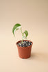 Rare Monstera Borsigiana Albo Variegata featuring stunning white marbled variegation, iconic fenestrated leaves, and exceptional collector appeal.