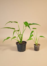 The rare Monstera ‘Burle Marx Flame’ features long, slender leaves that mature into dramatic, deeply lobed foliage. A highly coveted aroid for collectors, thriving in bright, indirect light