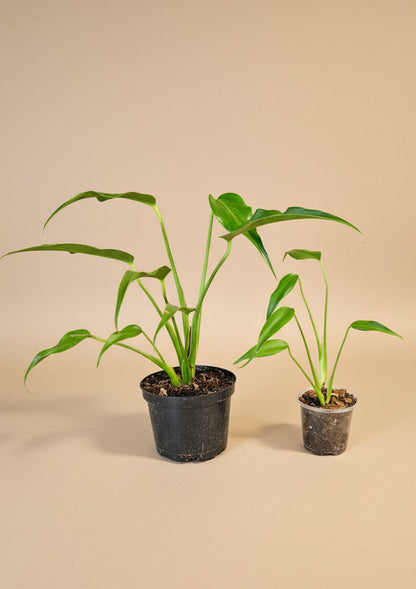 The rare Monstera ‘Burle Marx Flame’ features long, slender leaves that mature into dramatic, deeply lobed foliage. A highly coveted aroid for collectors, thriving in bright, indirect light
