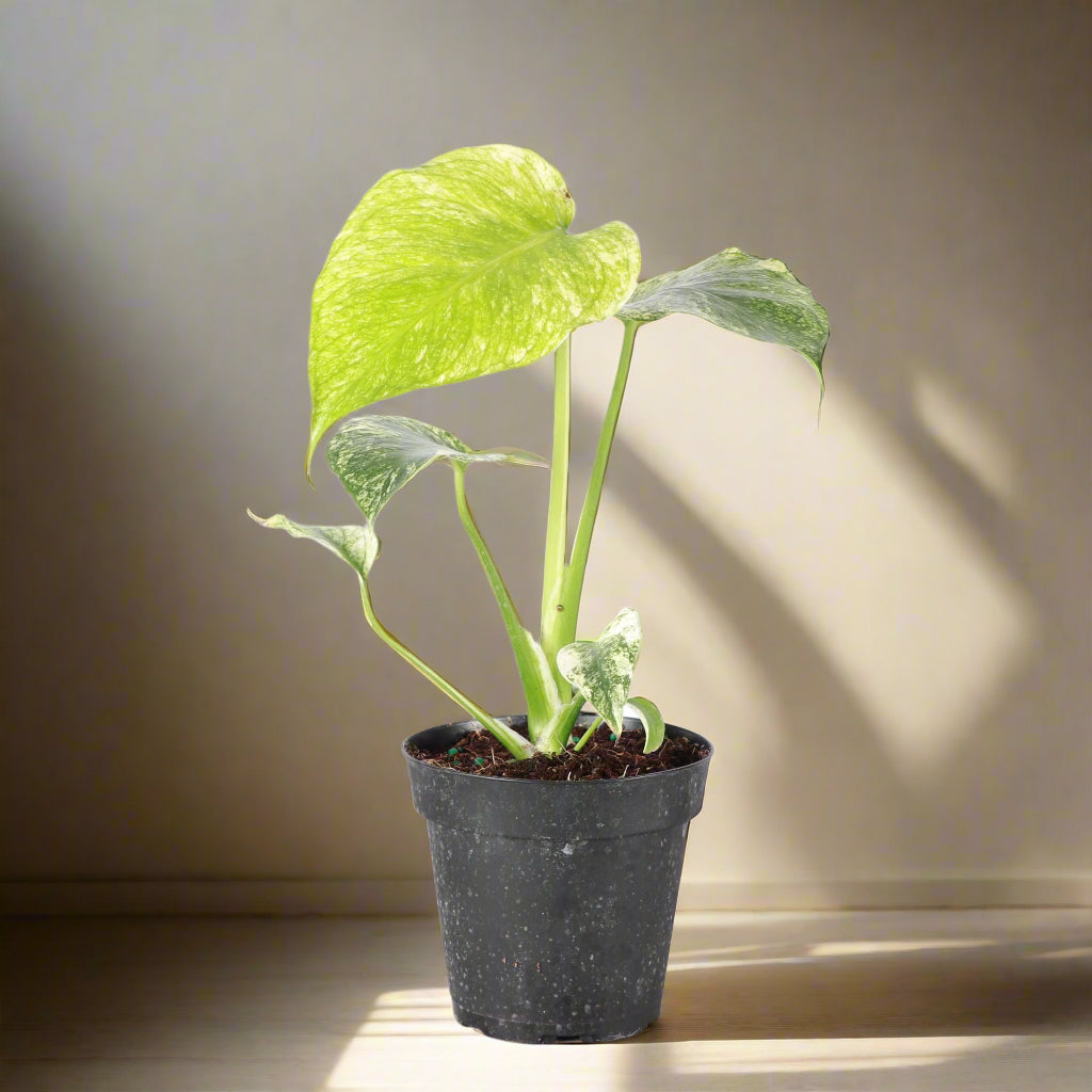 Rare Monstera Deliciosa ‘Mint’ with stunning minty-white variegation. Easy care, highly collectible houseplant prized by plant lovers & collectors.