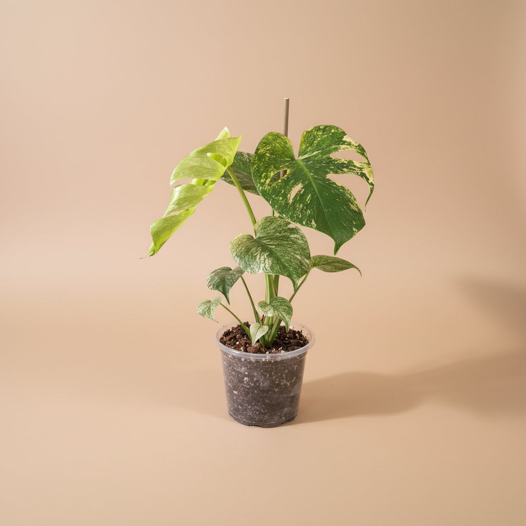 Rare Monstera Deliciosa ‘White Monster’ Variegated is one of the most coveted plants in the collector world. Its massive, fenestrated leaves are marbled with striking white variegation.