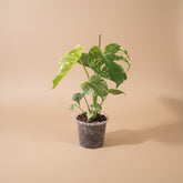 Rare Monstera Deliciosa ‘White Monster’ Variegated is one of the most coveted plants in the collector world. Its massive, fenestrated leaves are marbled with striking white variegation.