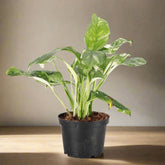 Variegated Monstera Lechleriana with striking white and green marbled leaves. A rare climbing aroid, perfect for collectors and indoor jungle lovers.