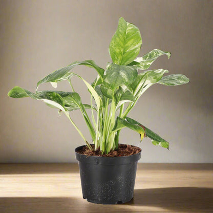 Variegated Monstera Lechleriana with striking white and green marbled leaves. A rare climbing aroid, perfect for collectors and indoor jungle lovers.