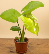 Rare Monstera Lemon Lime with vibrant lime, yellow, and green variegation. A stunning tropical aroid collector plant with iconic fenestrated leaves.