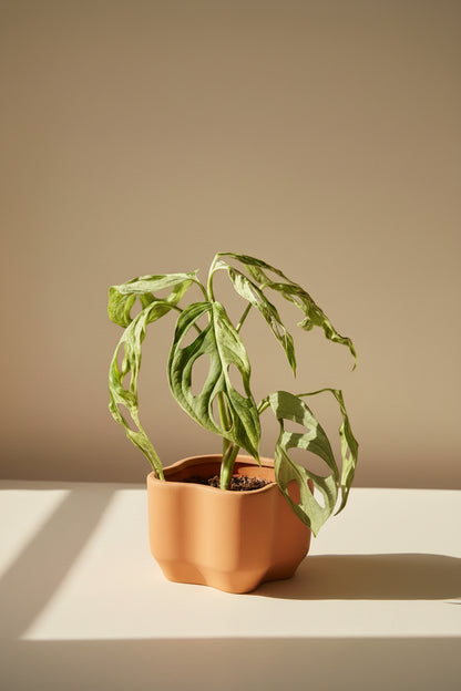 Monstera adansonii Mint Variegated is a rare trailing plant with minty marbled leaves and iconic fenestrations—perfect for collectors and jungle-style decor.