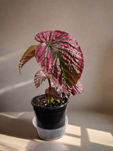 The Painted Leaf Exotica Begonia (Begonia brevirimosa ‘Exotica’) dazzles with bold, metallic pink streaks on lush green foliage, evoking hand-painted artistry. 