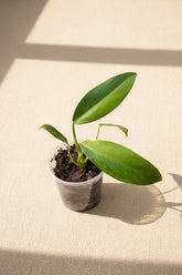Rare Philodendron &