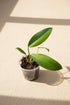 Rare Philodendron &