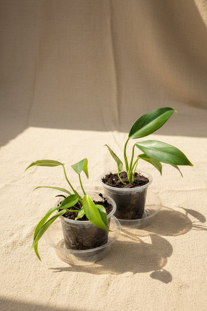 Rare Philodendron &