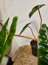 The Philodendron Billietiae is a rare, tropical stunner with elongated, wavy green leaves and vibrant orange petioles. A fast-growing climber, it thrives in bright, indirect light and high humidity. Perfect for collectors, this eye-catching Philodendron pairs beautifully with mango green tea for a refreshing, exotic vibe.