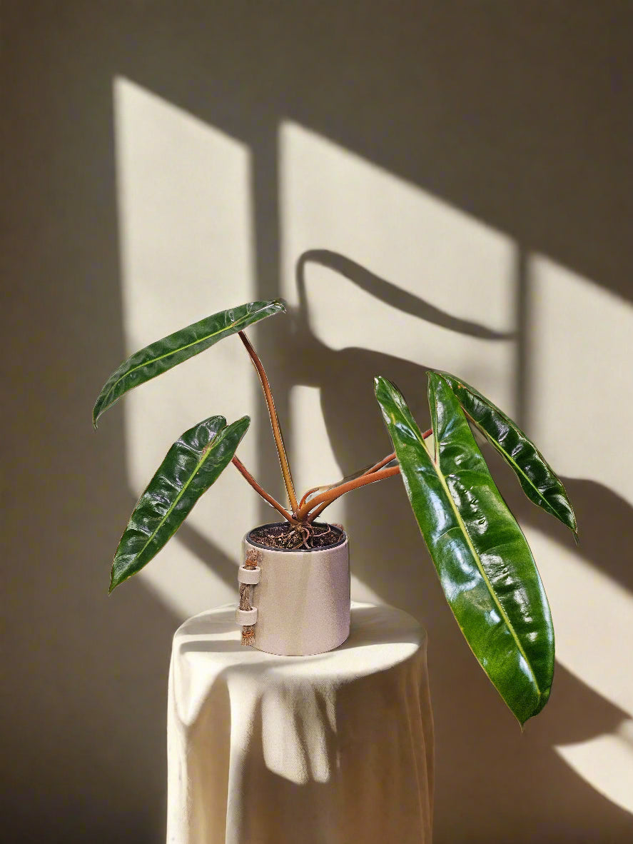 The Philodendron Billietiae is a rare, tropical stunner with elongated, wavy green leaves and vibrant orange petioles. A fast-growing climber, it thrives in bright, indirect light and high humidity. Perfect for collectors, this eye-catching Philodendron pairs beautifully with mango green tea for a refreshing, exotic vibe.