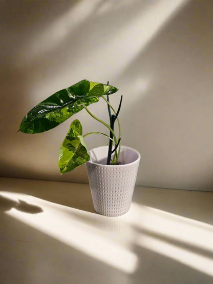 The Philodendron Burle Marx Variegated is a rare, fast-growing tropical stunner with glossy, marbled leaves and climbing vines—easy care, big impact.
