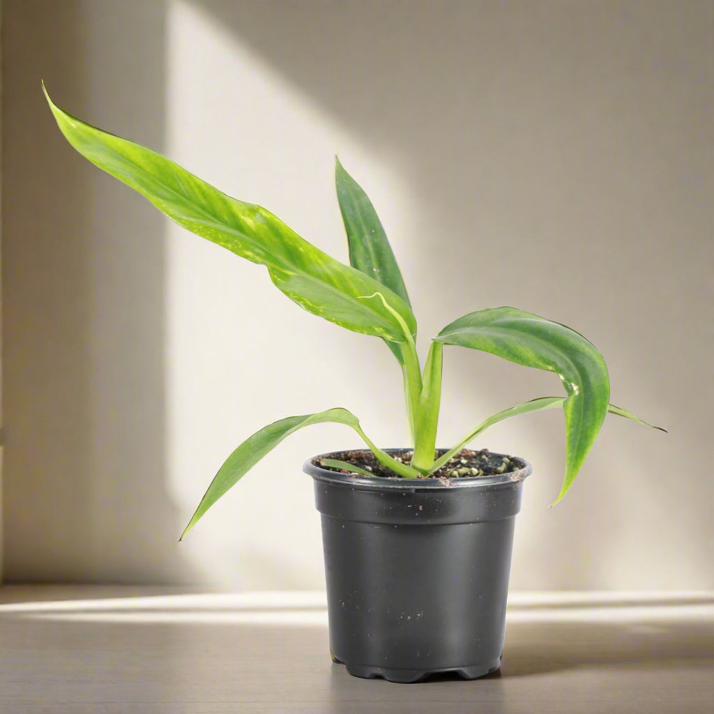 Rare Philodendron &