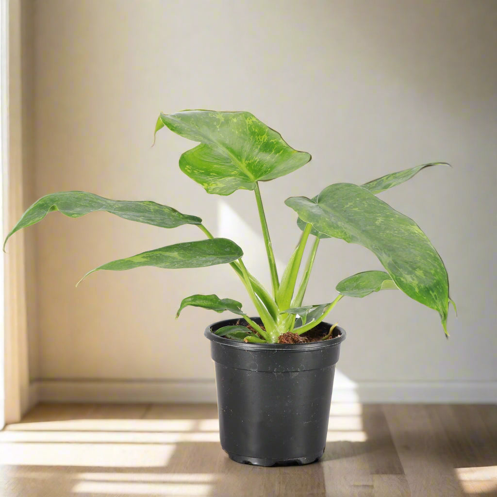 Rare Philodendron Golden Dragon with golden variegation and lobed leaves. Thrives in bright, indirect light. A must-have tropical statement plant.