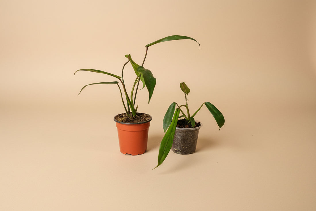 Rare Philodendron Joepii with uniquely shaped, lobed leaves and elegant climbing growth. A sculptural, sought-after collector plant for rare aroid lovers