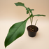 Rare Philodendron Joepii with uniquely shaped, lobed leaves and elegant climbing growth. A sculptural, sought-after collector plant for rare aroid lovers
