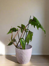 Philodendron Mayoi features bold, tropical, palm-like leaves and fast growth—perfect for creating a wild, lush jungle vibe in your home or plant collection.