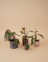 Rare Philodendron &