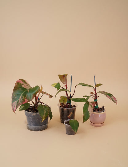 Rare Philodendron &