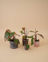 Rare Philodendron &