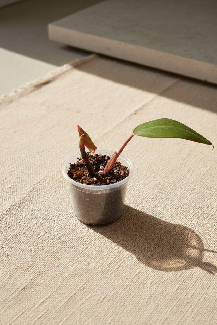 Rare Philodendron &