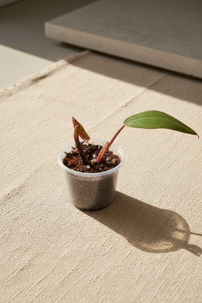Rare Philodendron &
