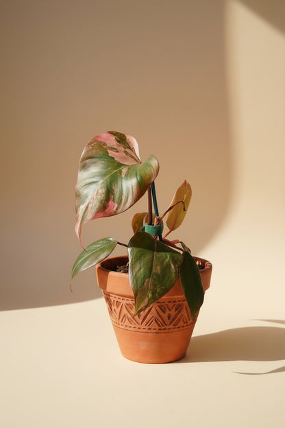 Rare Philodendron &