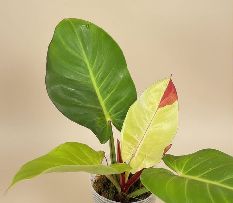 Rare Philodendron Yellow Flame with vibrant yellow and green variegation. A fast-growing climbing collector plant that brings bright, tropical energy to any space.