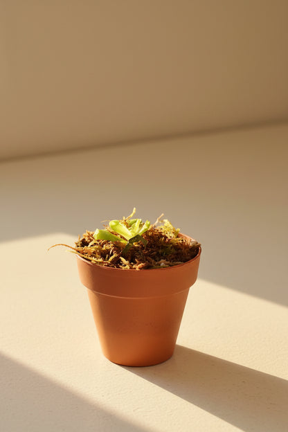 Rare Pinguicula emarginata × hemiepiphytica 2" carnivorous plant with sticky leaves that trap gnats. A unique butterwort perfect for terrariums.