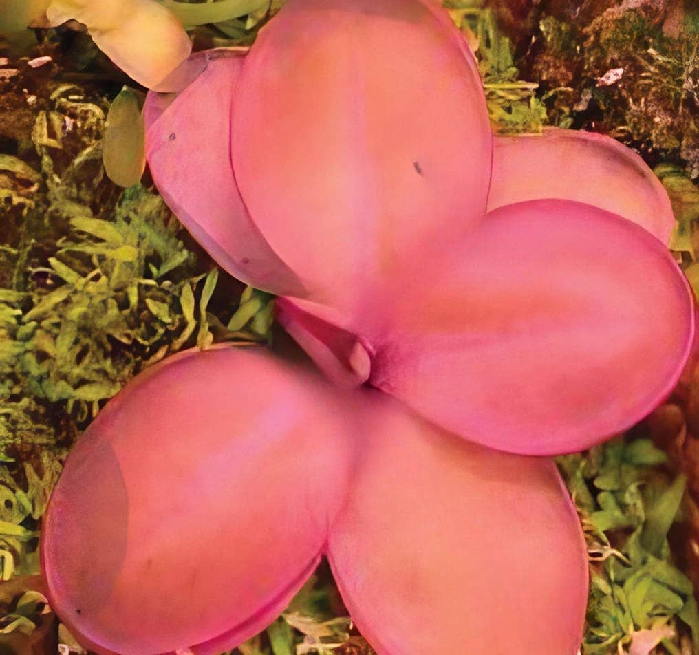 Rare Pinguicula emarginata × hemiepiphytica 2" carnivorous plant with sticky leaves that trap gnats. A unique butterwort perfect for 