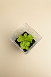 Rare Pinguicula emarginata × hemiepiphytica 2" carnivorous plant with sticky leaves that trap gnats. A unique butterwort perfect for 