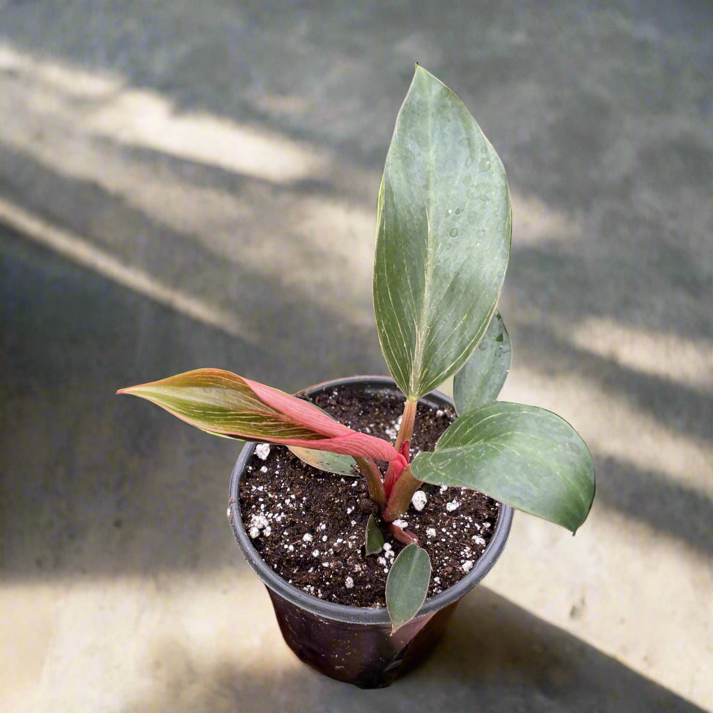 Rare Pink Birkin Philodendron with dark green leaves and soft pink striping. Compact, easy-care aroid and a must-have collector’s houseplant.