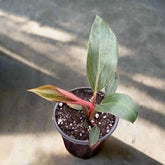 Rare Pink Birkin Philodendron with dark green leaves and soft pink striping. Compact, easy-care aroid and a must-have collector’s houseplant.