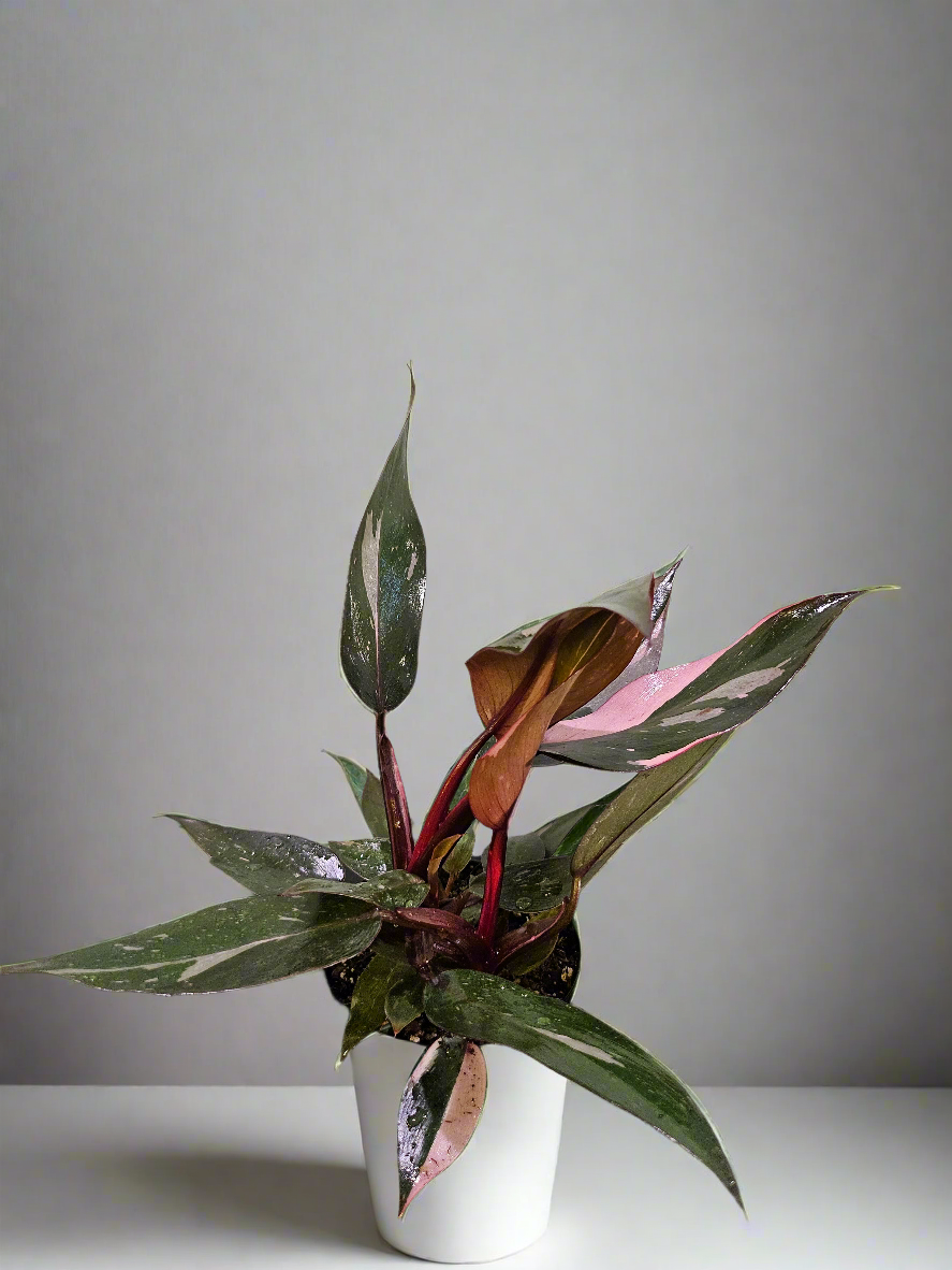 The Pink Princess Philodendron is a highly sought-after houseplant known for its stunning pink variegation. With dark green leaves splashed with vibrant pink and white, it’s a favorite among collectors. Thriving in bright, indirect light, this plant adds bold color to any space. 