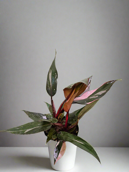 The Pink Princess Philodendron is a highly sought-after houseplant known for its stunning pink variegation. With dark green leaves splashed with vibrant pink and white, it’s a favorite among collectors. Thriving in bright, indirect light, this plant adds bold color to any space. 